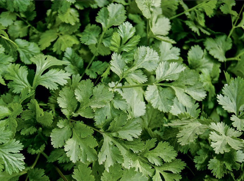 Benefícios Nutricionais do Coentro Para Sua Saúde - inspiração 1