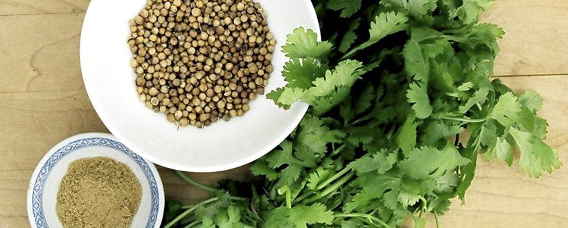 Benefícios Nutricionais do Coentro Para Sua Saúde - inspiração 2