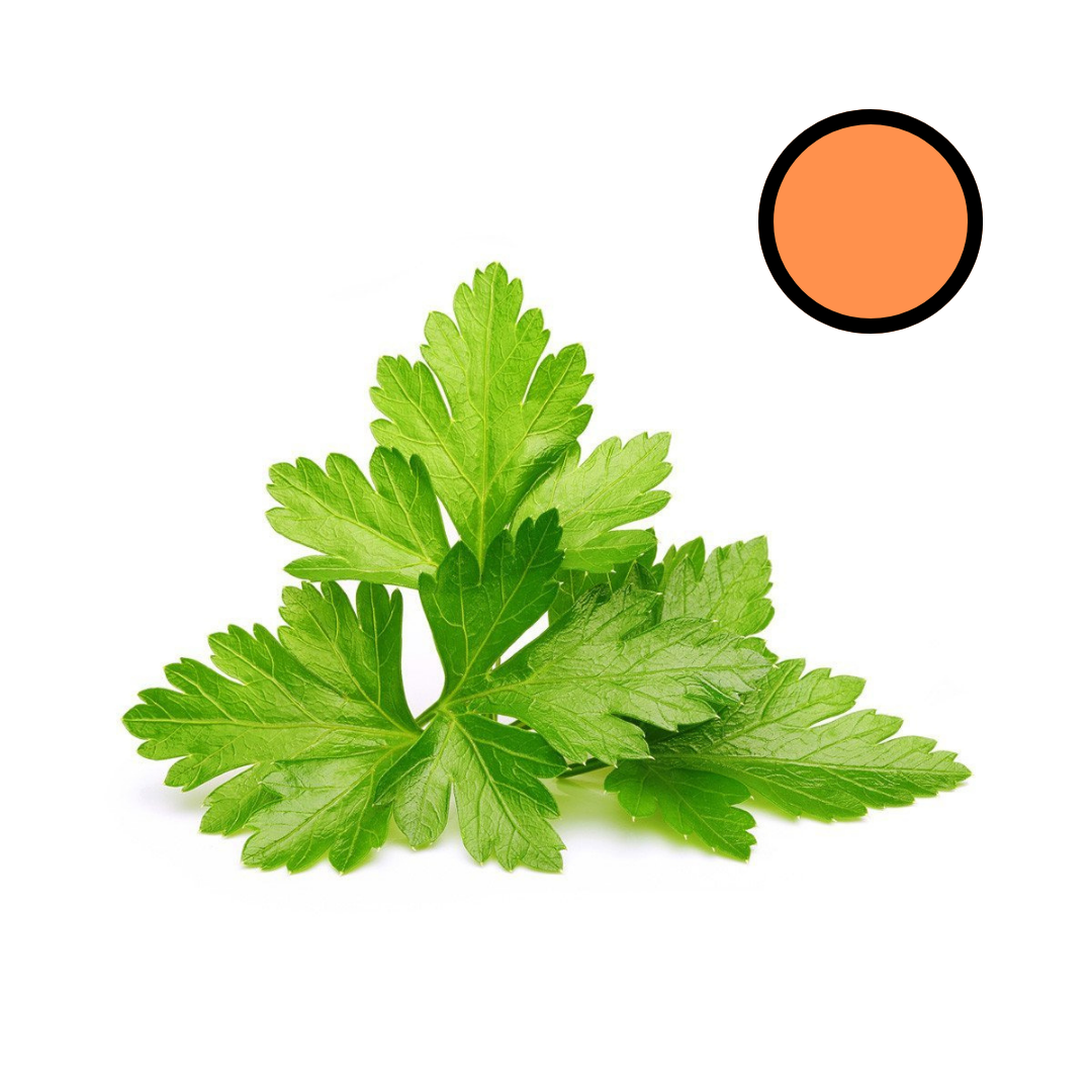 Coentro e Seus Usos Medicinais Populares - inspiração 1