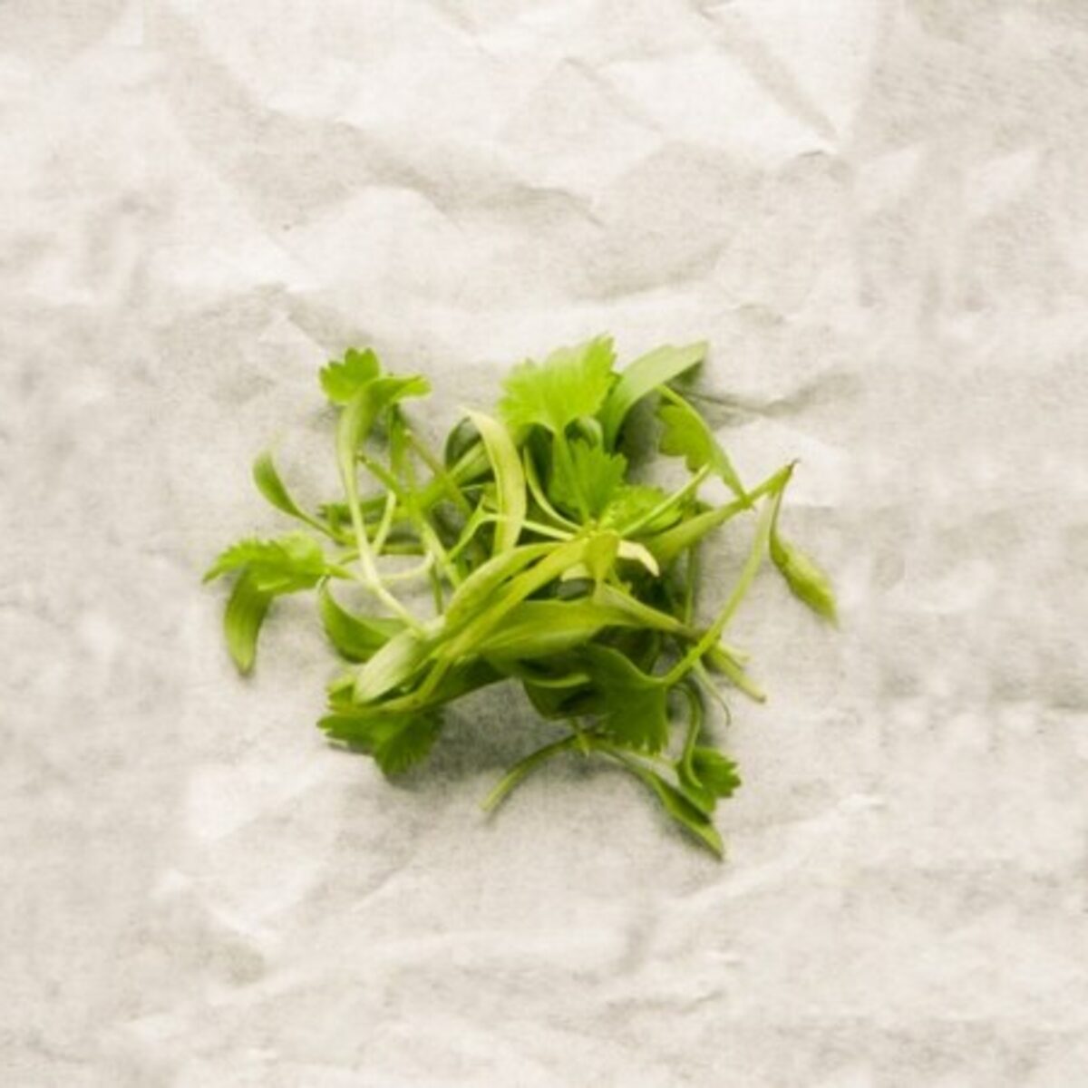 Descobrindo o Poder do Coentro em Pratos Internacionais: México, Índia e Mais - inspiração 2