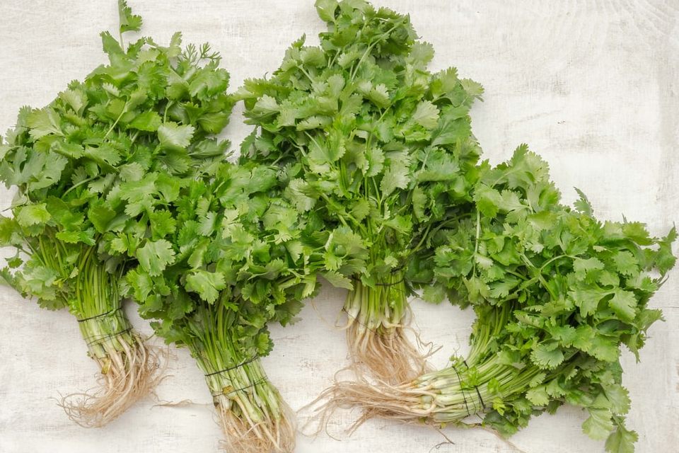 Como Cultivar Seu Próprio Coentro em Casa: Um Toque Verde na Sua Janela ou Varanda - inspiração 2