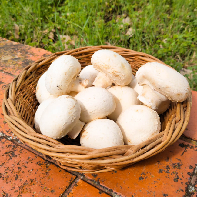 Da salada ao molho: receitas rápidas que realçam o sabor do cogumelo - inspiração 2