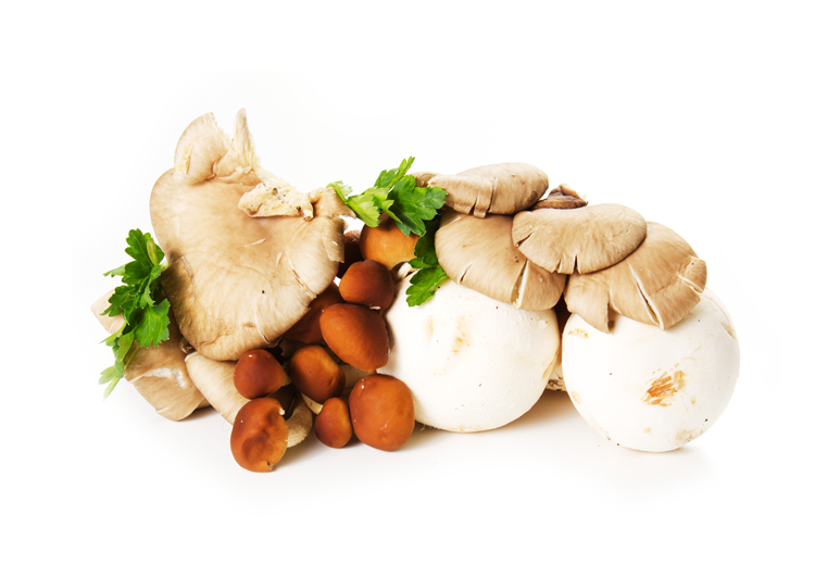 Mitos e verdades sobre o consumo de cogumelos - inspiração 2