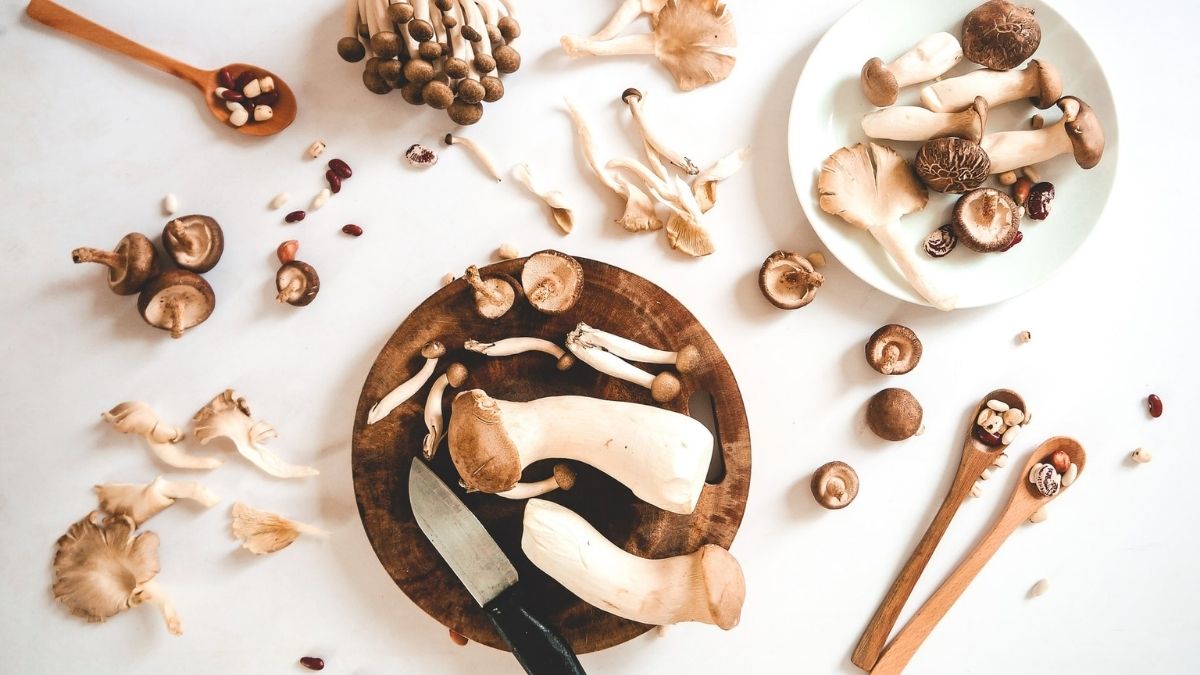 Diferentes tipos de cogumelos e suas particularidades - inspiração 2