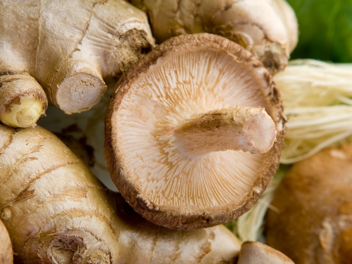 Como escolher e armazenar cogumelos frescos - inspiração 1