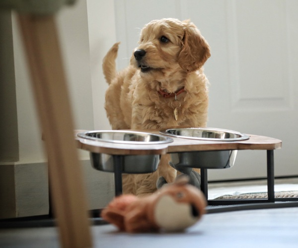 Adaptação a Diferentes Raças e Tamanhos: Ajuste Perfeito - inspiração 2