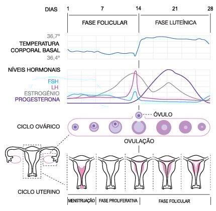 Entendendo o Ciclo Menstrual: O Seu Melhor Aliado - inspiração 1