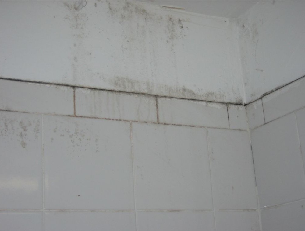 Produtos de Limpeza Aliados na Luta Contra o Mofo - inspiração 2