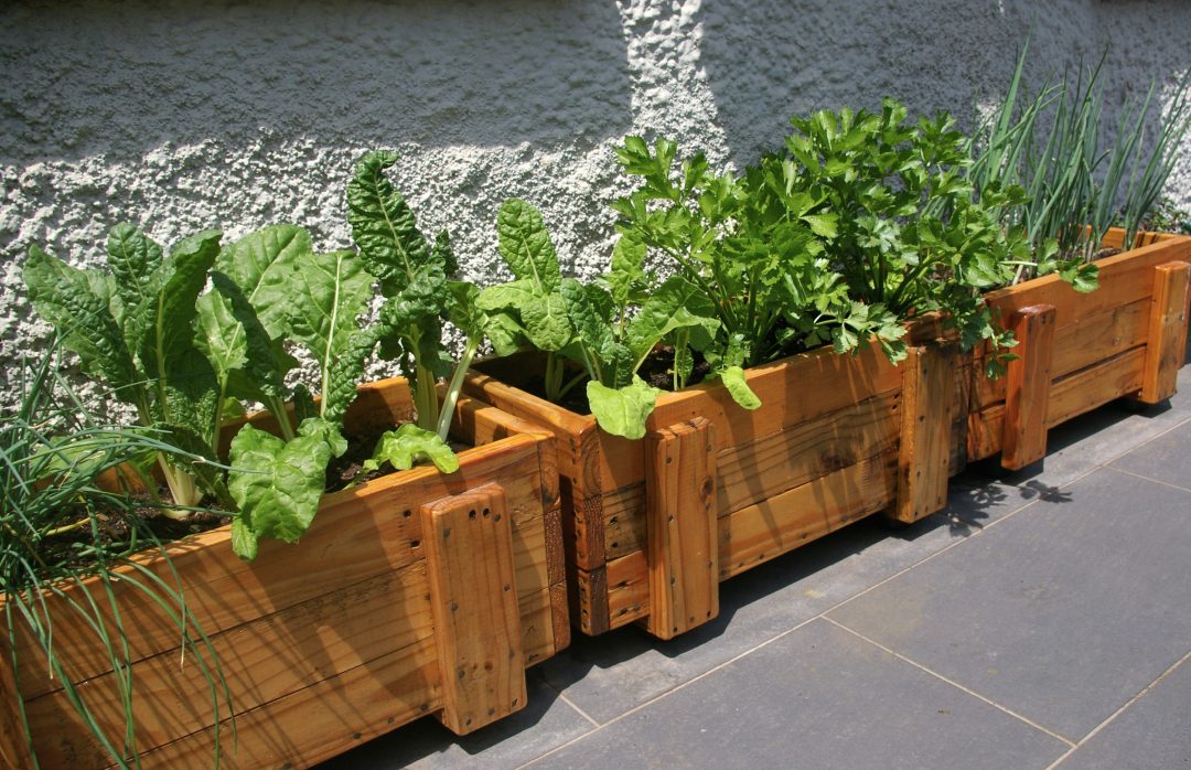 Irrigação Estratégica: Como Manter Suas Plantas Saudáveis e Felizes - inspiração 1