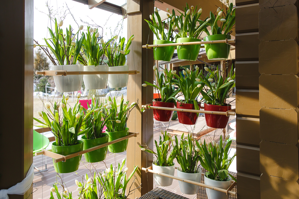 Cuidados Essenciais: Fertilização e Poda para uma Colheita Abundante - inspiração 2