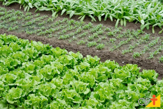 Sementes do bem: Como selecionar e plantar suas mudas e sementes orgânicas. - inspiração 1