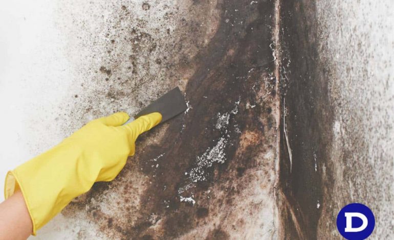 Quando Chamar Reforços: Situações que Pedem Ajuda Profissional - inspiração 1