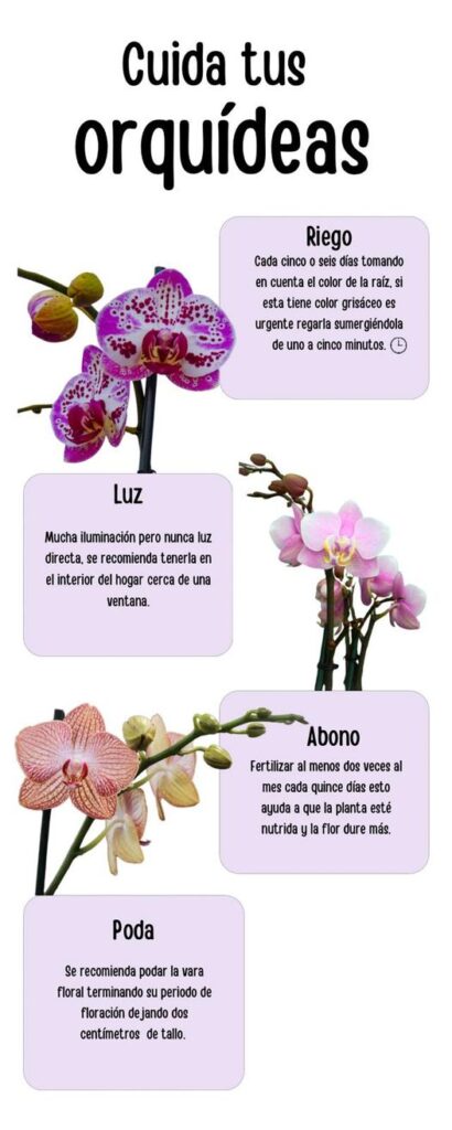 Escolhendo a Orquídea Perfeita para Seu Espaço - inspiração 1