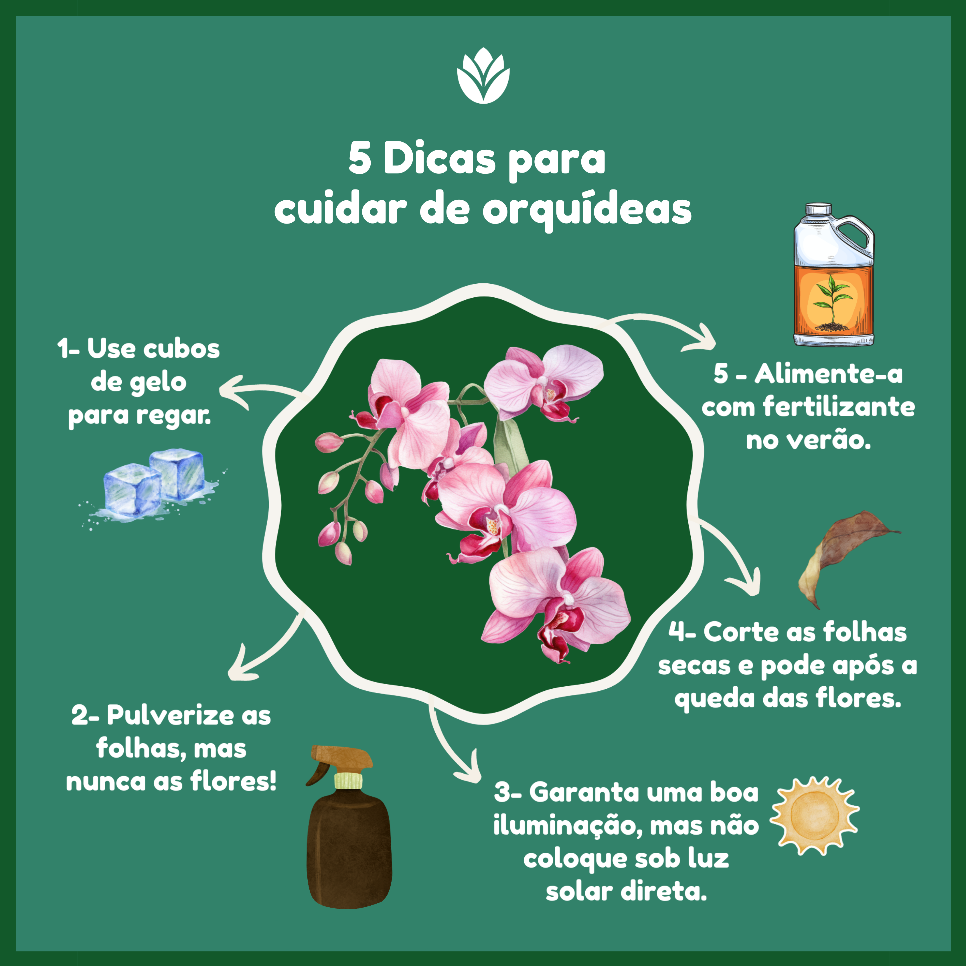 Escolhendo a Orquídea Perfeita para Seu Espaço - inspiração 2