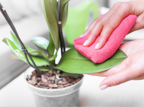 Replantio: Renovando a Casa da Sua Orquídea - inspiração 1