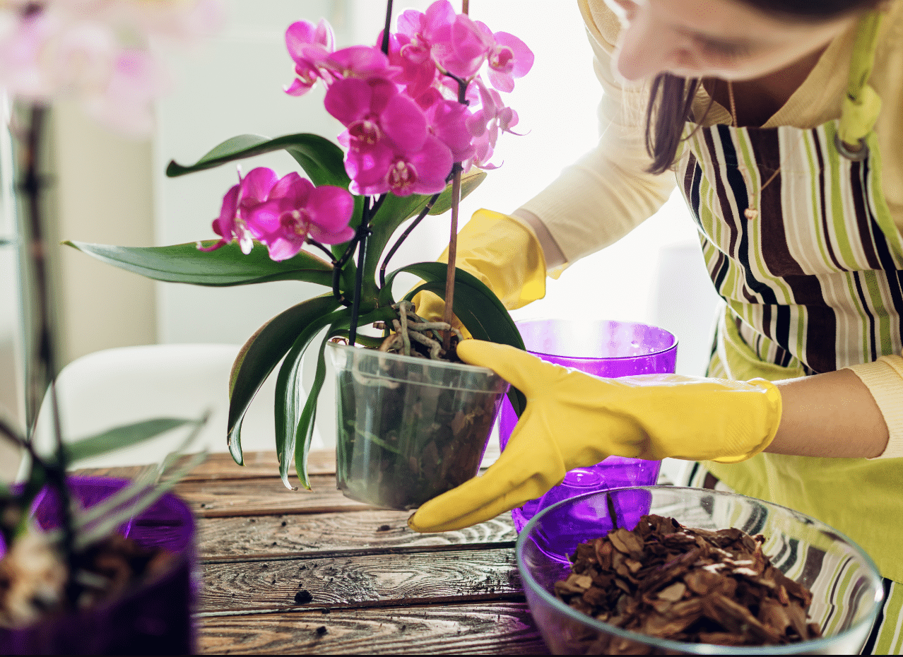 Regas na Medida Certa: Nem Mais, Nem Menos - inspiração 1