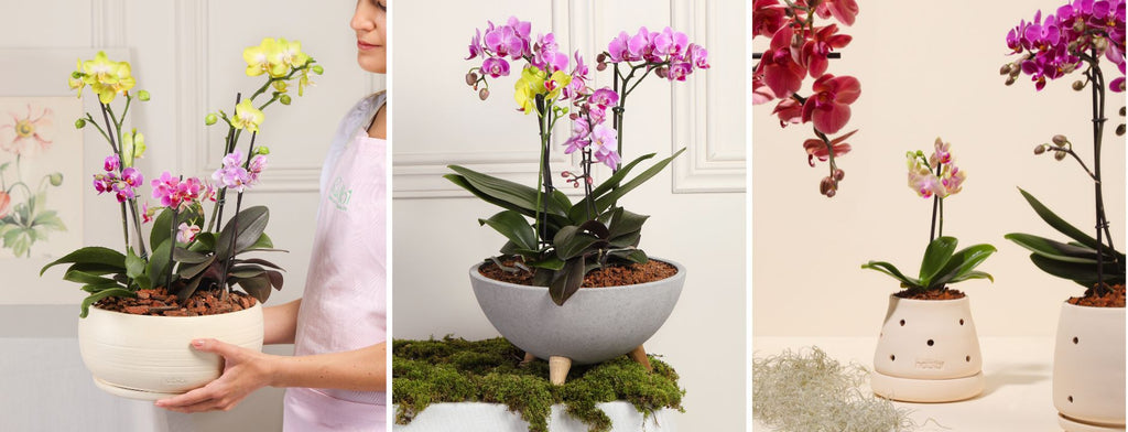 Luz Indispensável: O Equilíbrio Para Florescer - inspiração 2