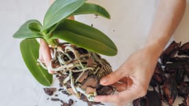 Umidade e Ventilação: O Clima Tropical em Casa - inspiração 1