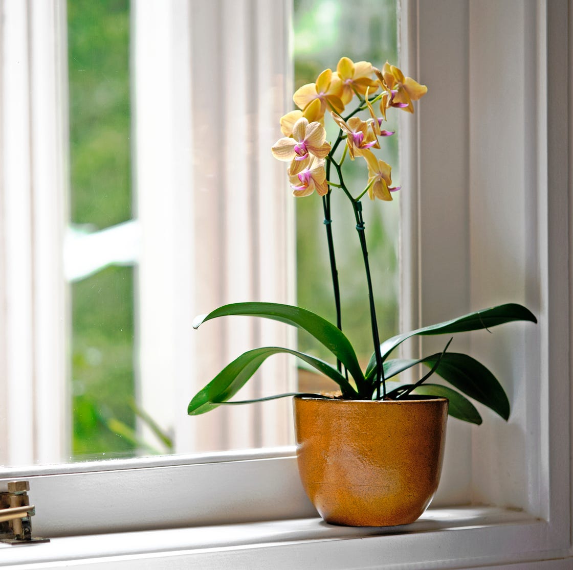 Adubação Estratégica: Nutrientes Para Flores Lindas - inspiração 1