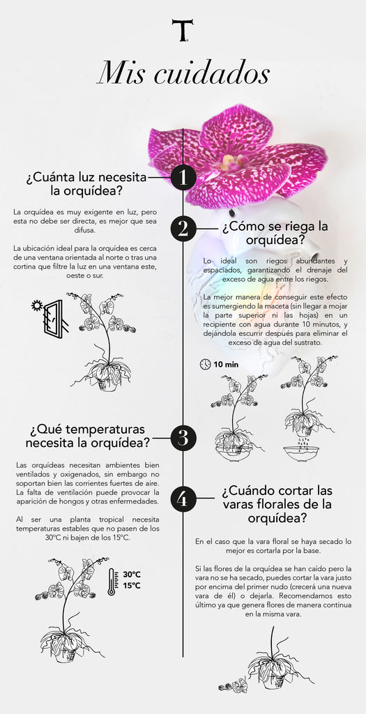 Poda e Limpeza: Cuidando Para Rejuvenescer - inspiração 1