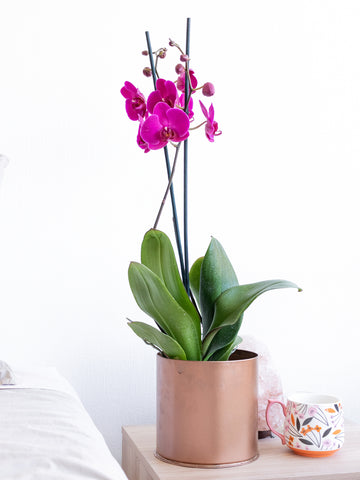 Pragas e Doenças: Sinais e Soluções Práticas - inspiração 1