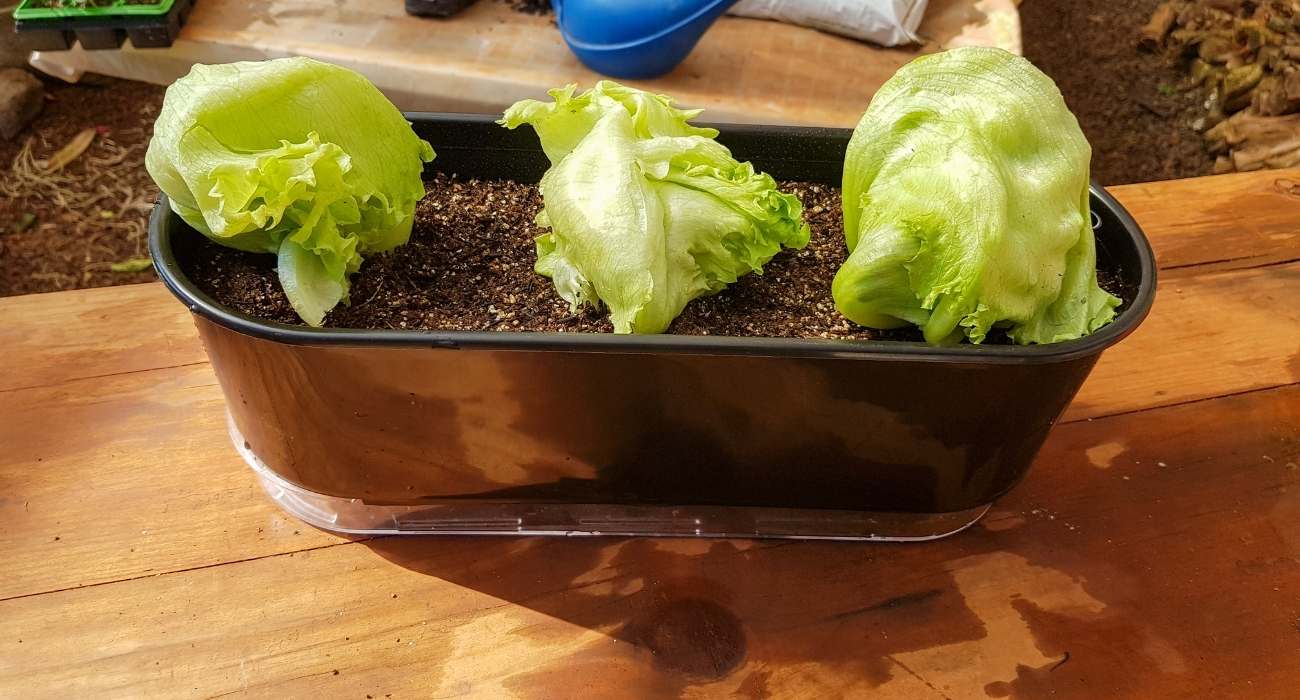 Escolhendo o Local Ideal: A Luz é o Segredo - inspiração 1