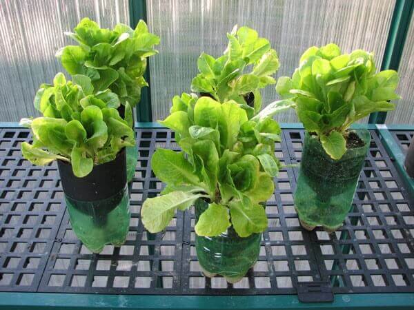 Variedades de Alface Para Cultivar em Casa - inspiração 2