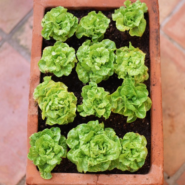 Vasos e Recipientes: Do Pequeno ao Grande - inspiração 1