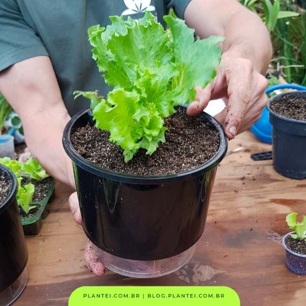 O Substrato Perfeito Para Sua Alface - inspiração 1
