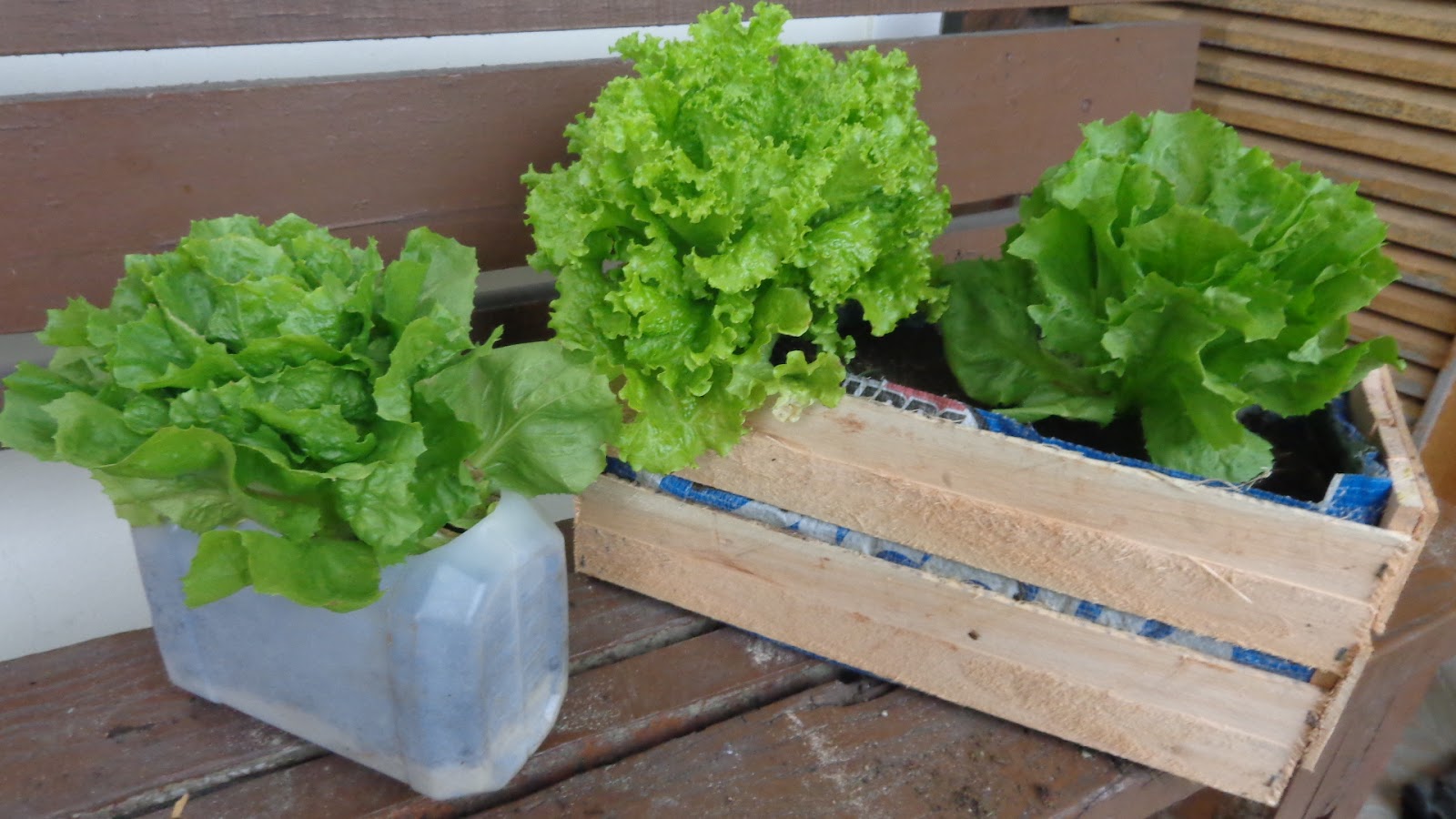 Sementes ou Mudas: Qual a Melhor Opção Para Começar? - inspiração 2