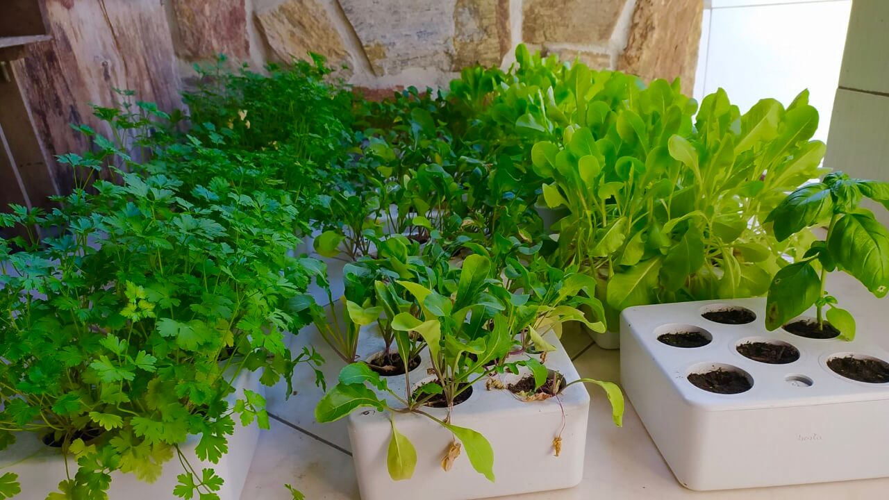 Plantio: Cuidados Essenciais Para o Início - inspiração 1