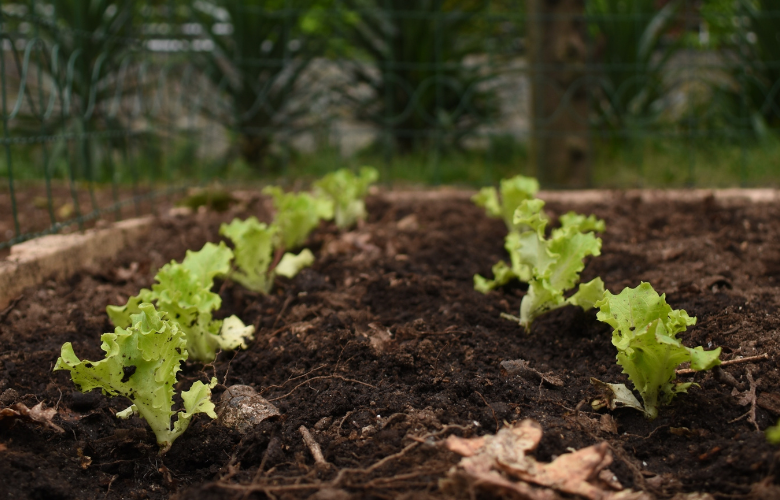 Rega: Nem Muito, Nem Pouco - inspiração 1