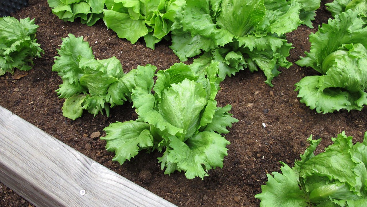 Colheita: O Momento Delicioso de Saborear - inspiração 1