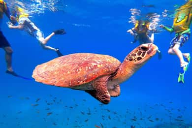 Honduras (Bay Islands): O Paraíso dos Naufrágios e da Vida Marinha - inspiração 1