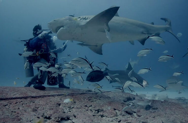 Roatán (Honduras): Mergulhos Noturnos e Paredões Impressionantes - inspiração 2