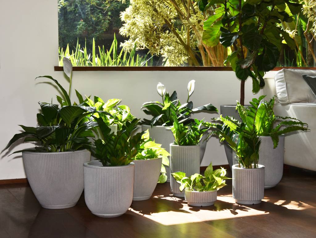 Escolha Certa: Plantas que Amam Viver em Vasos - inspiração 2