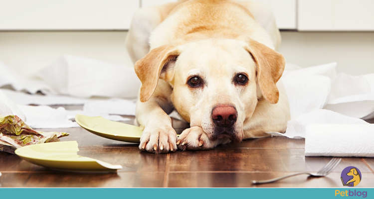 Aromas que Agradam a Você e Não aos Pets - inspiração 2