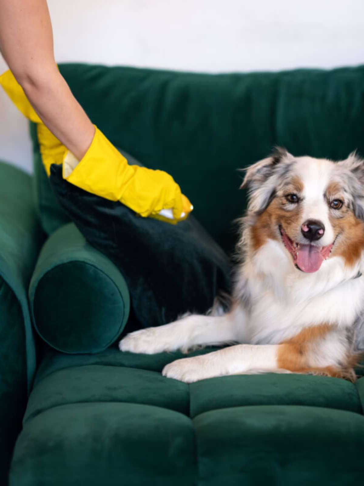 Técnicas para Controlar a Poeira e os Alérgenos - inspiração 1