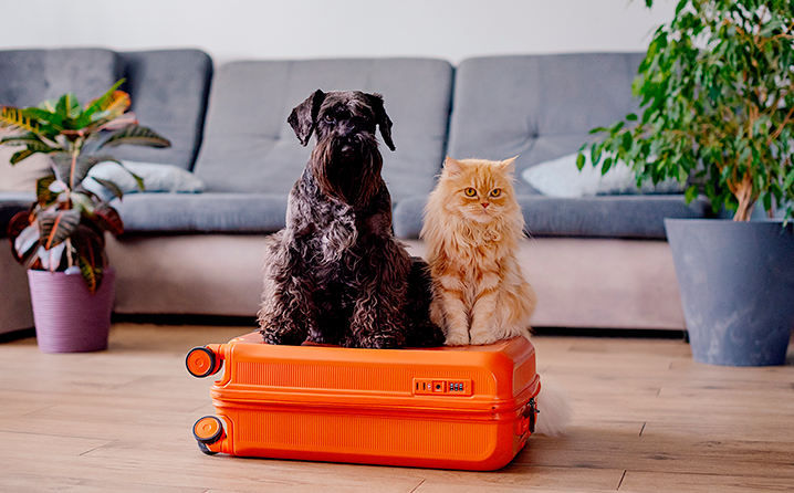 Saúde em dia: vacinação e check-up antes de embarcar - inspiração 2