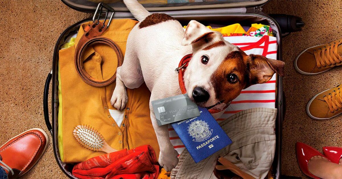 Acomodação pet-friendly: encontrando o lugar ideal - inspiração 2