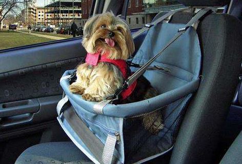 Malinha pronta: itens indispensáveis para seu pet - inspiração 2