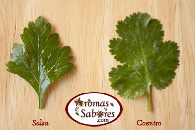 Aparência das Folhas: Um Olhar Detalhado - inspiração 1