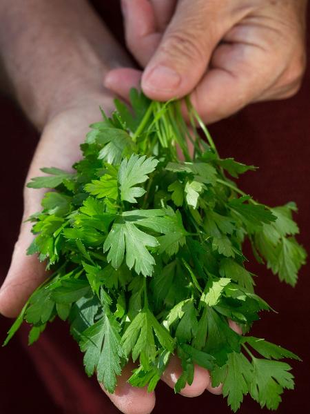 Crescimento e Cultivo: O Que Você Precisa Saber - inspiração 1