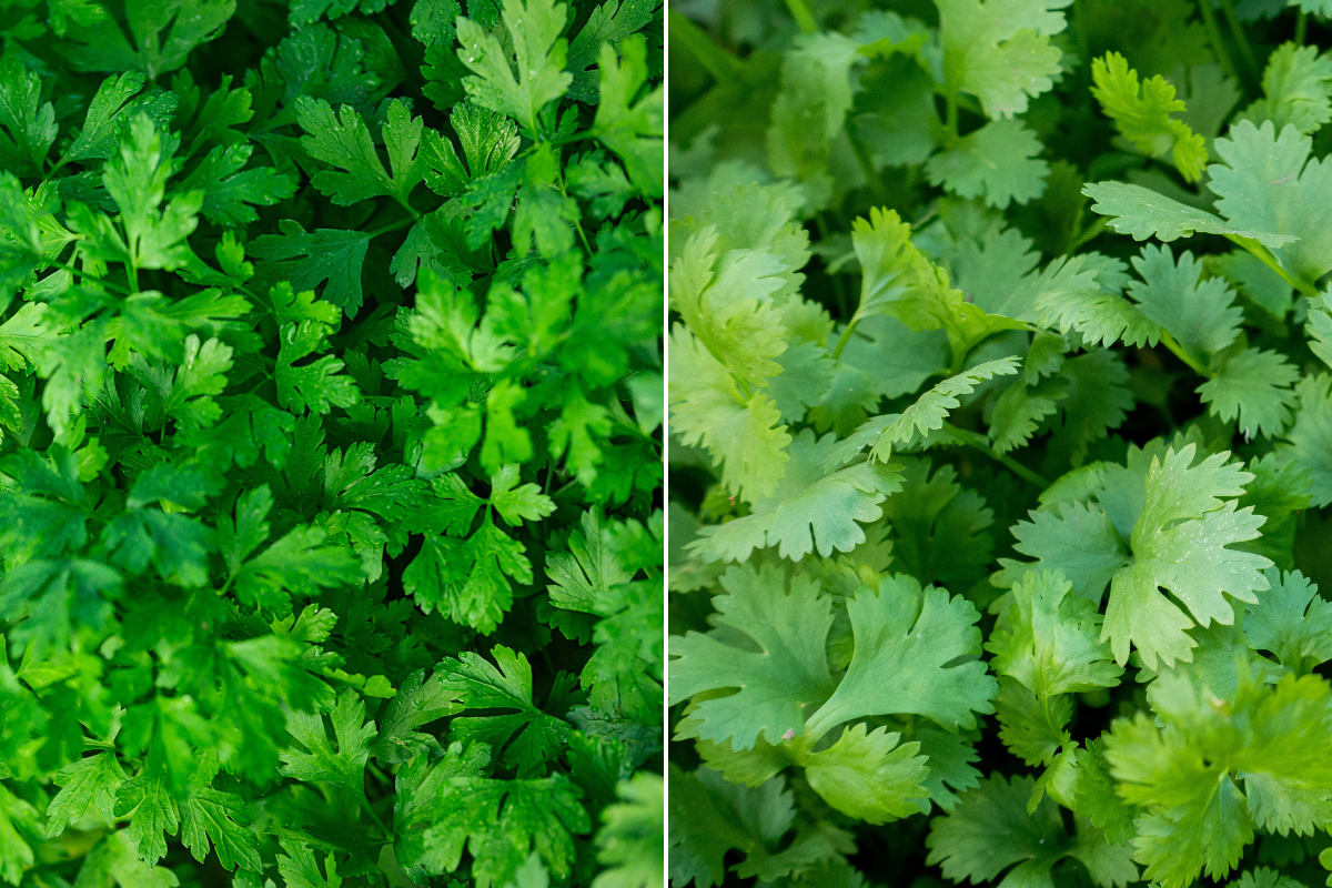 Crescimento e Cultivo: O Que Você Precisa Saber - inspiração 2