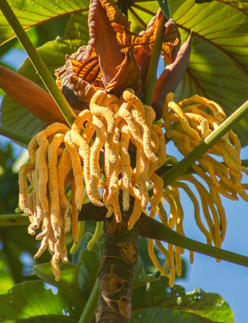 Identificando a Embaúba: Um Guia Simples - inspiração 1