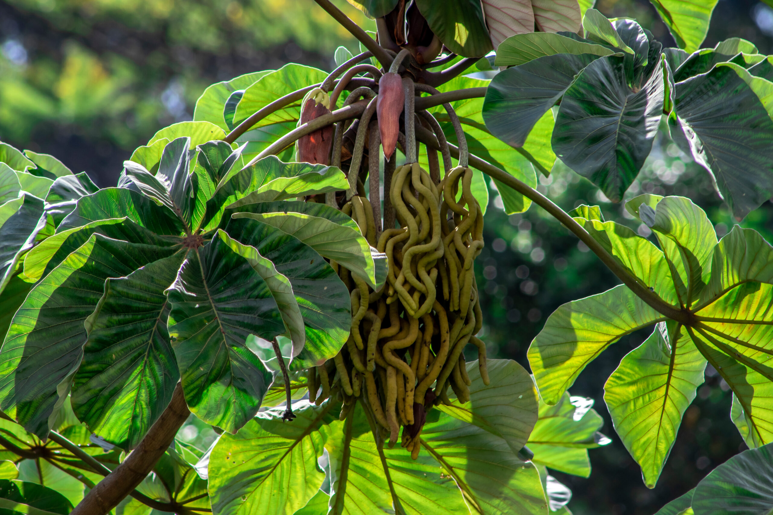 Onde Encontrar Embaúbas Pelo Brasil - inspiração 1