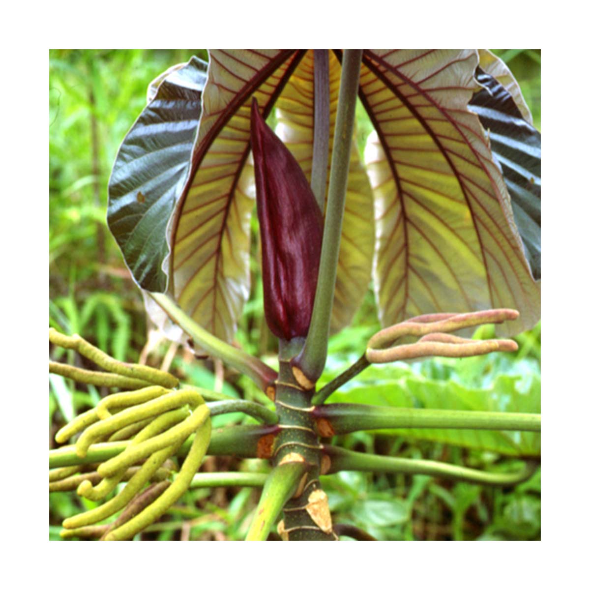 Colhendo Frutos de Embaúba com Segurança - inspiração 2