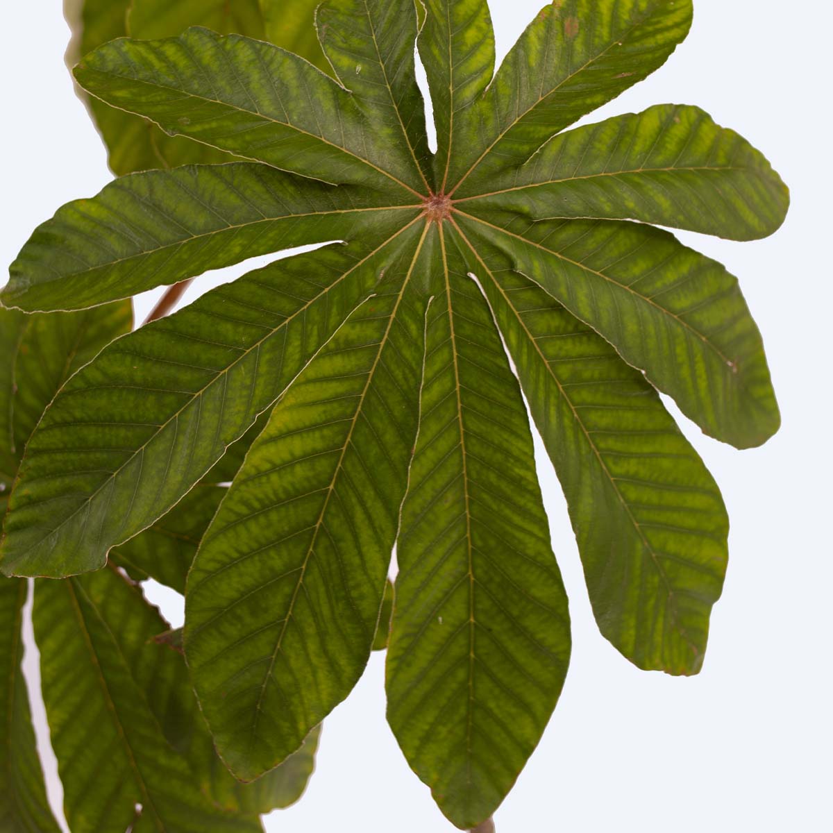 Benefícios Surpreendentes dos Frutos da Embaúba - inspiração 2