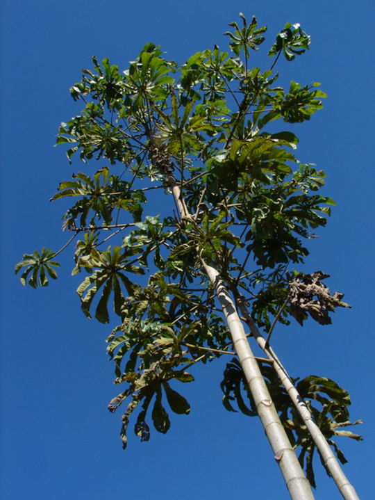 Usos Criativos da Embaúba na Cozinha - inspiração 1
