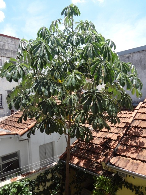 Usos Criativos da Embaúba na Cozinha - inspiração 2